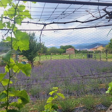 Salvia E Rosmarino - Affittacamere In Liguria 维拉诺瓦达尔本加 外观 照片