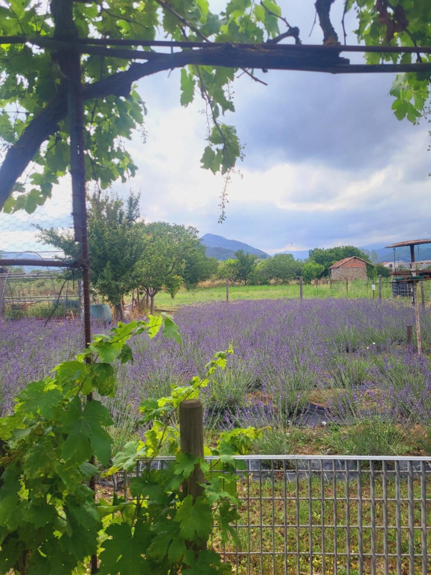 Salvia E Rosmarino - Affittacamere In Liguria 维拉诺瓦达尔本加 外观 照片