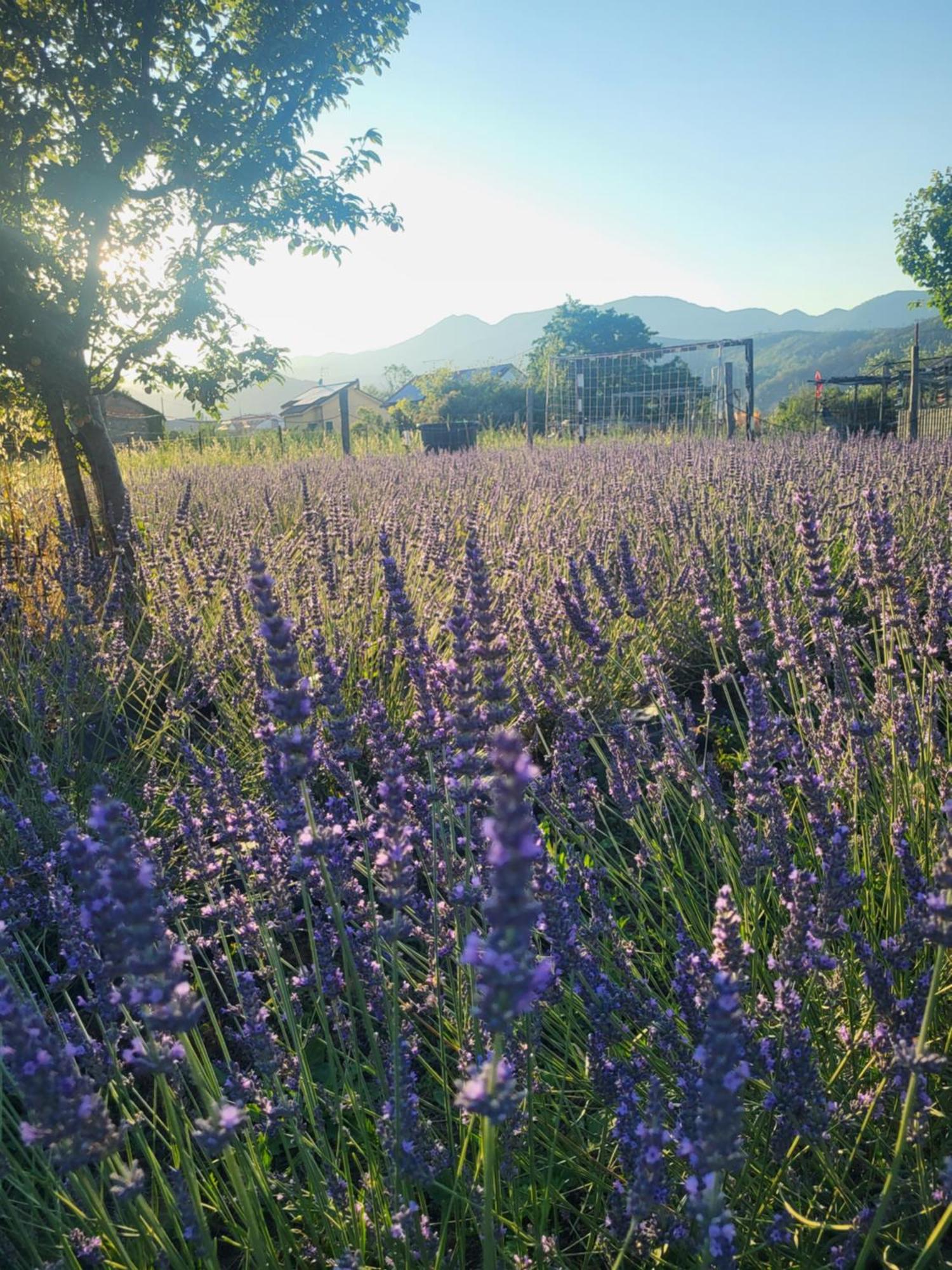 Salvia E Rosmarino - Affittacamere In Liguria 维拉诺瓦达尔本加 外观 照片