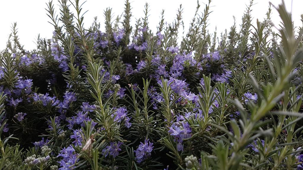 Salvia E Rosmarino - Affittacamere In Liguria 维拉诺瓦达尔本加 外观 照片